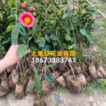 大果红花油茶苗