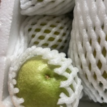 红心芭乐番石榴，少籽，现摘现发，清甜脆爽