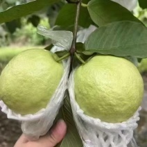 芭乐红白心精品果品质保证服务周到产地直发价格美丽