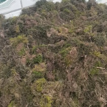 青苔