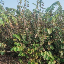 丛生紫荆规格齐全量大从优