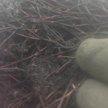 金山绣线菊穴盘小苗