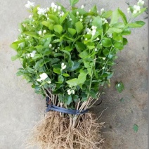 茉莉花苗1年苗带花苞的发货，大量批发可留言联系
