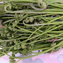 甘南高原野生羊肚菌野生鹿角菜野生蕨菜
