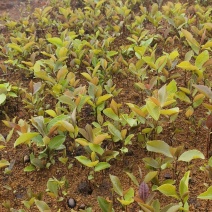 油茶苗#油茶芽苗#广西油茶奶苗#基地大量供应油茶芽苗
