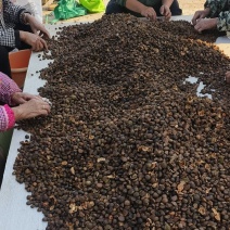 油茶籽#油茶果#大量供应油茶净籽，油茶鲜果