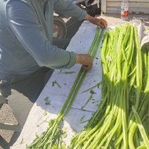 贡菜
