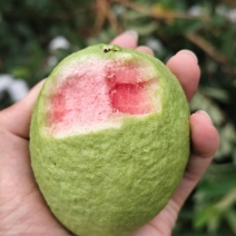 红白心芭乐番石榴工厂果果汁果果干每天无限量供应果园基地直