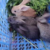 兔子满月兔