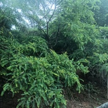 余甘果树