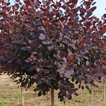 陕西红栌米荆4～6厘米分枝1.3米左右