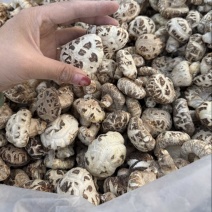 包邮白花菇3-4厘米小花菇2026新货