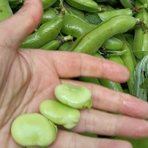 蚕豆