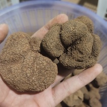 黑松露