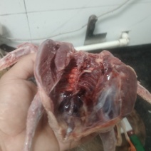 肉鸽了