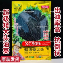 超级矮大头XC909油葵种籽抗倒伏杂交高油型向日葵种子