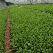 北京市大兴区芝麻菜产地直销全国发货大量供应上市中