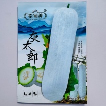 灰太狼粉皮大冬瓜种子高产抗病杂交一代肉厚致密空腔小优质冬