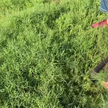 碱蓬菜黄须菜