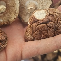 香菇干切根