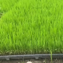 水稻秧苗，各种品种都有，购买前先联系我，地点天津