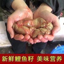 新鲜鲤鱼籽，一手货源，保质保量，量大从优，欢迎选购