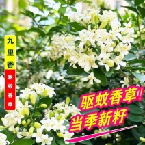 九里香种子盆栽阳台庭院七里香千里香九里香开花香气袭人驱蚊