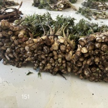 刚刚下山的苦菜需要的老板联系
