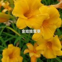 金娃娃萱草，多年生宿根花卉，苗圃海量直销，保证数量和质