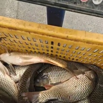 河北唐山回钓鲤鱼2-3斤