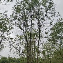 丛生乌桕