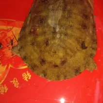 甲鱼