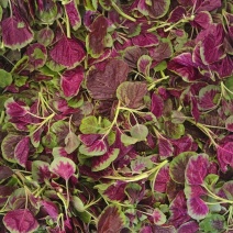 红米苋头，红米苋，苋菜头，苋菜。