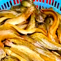 塘角鱼