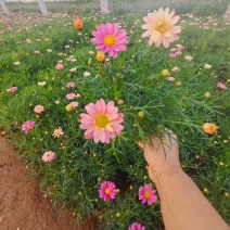 绿化苗木玛格丽特#基地批发#适合庭院花园小区绿化带