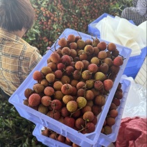白糖婴荔枝