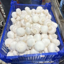常年供应新鲜双孢菇，各类等级都有，量大从优。