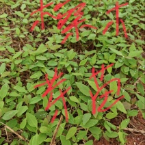 檫木芽苗