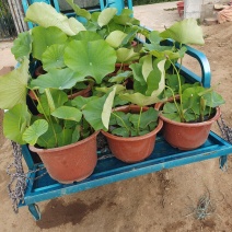 盆景荷花批发
