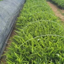 海南白沙青松高产品种益智仁苗
