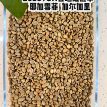 咖啡豆2026日晒**，黑蜜，卡法，果丁丁空运精品生豆