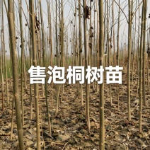 泡桐