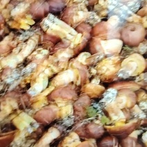厚环乳牛肝菌，鲜货
