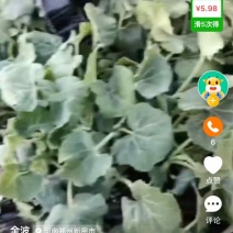 自家育苗基地直供，优质南瓜苗/密本南瓜苗，品种纯正、无病虫