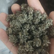 自己家大伯种的仿野生猫爪草品质保障可对接全国客商包邮