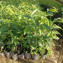 沉香苗20起