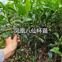 潮州凤凰单枞茶茶苗系列产地直发一手货源量大价优