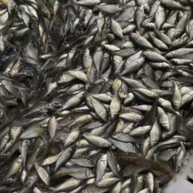 福安鲤鱼苗