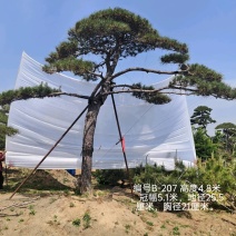泰安造型松景观松基地直供高2~9m都有绿化通用