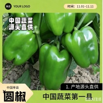山东莘县圆椒柿子椒源头直供当天采摘